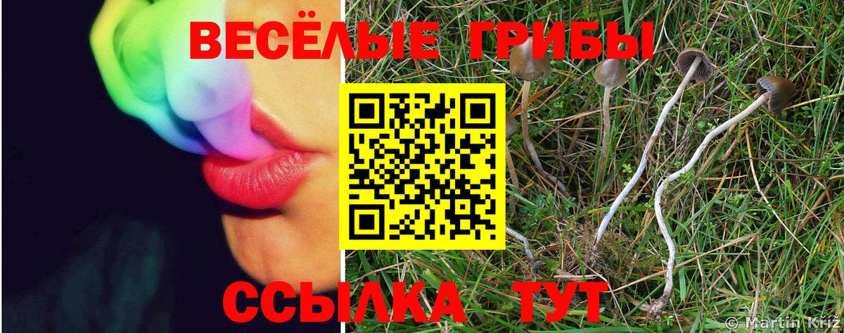 Галлюциногенные грибы мицелий  Псилоцибиновые грибы Cubensis  Вход с VPN  Асино 